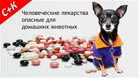 Человеческие лекарства опасные для домашних животных. - YouTube