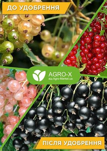 Минеральное удобрение PLANT BUILDER "Для фруктовых деревьев и ...