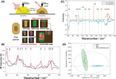 A Schematic Representation Of Atomic Force Microscopy‐infrared Download Scientific Diagram