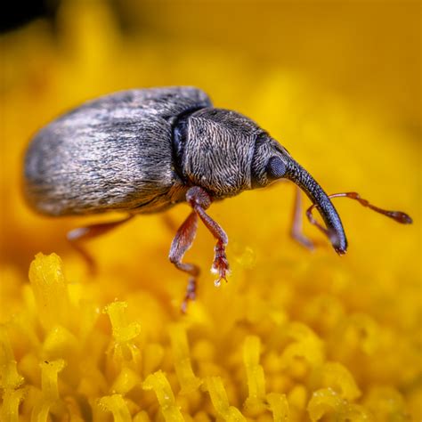 Weevils In The Pantry And How To Get Rid Of Them Pf Harris