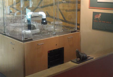 Pacific Science Center Life Sciences A Touching Naked Mole Rat