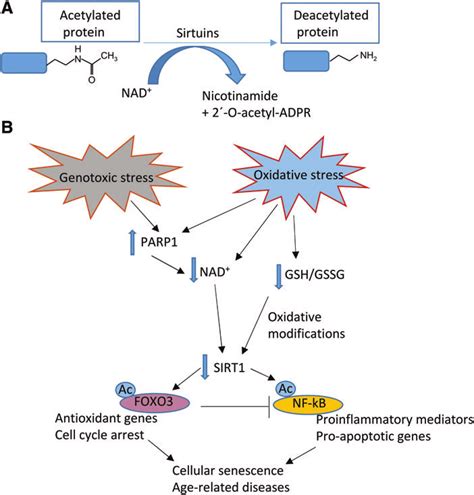 The Activity Of Sirtuins And Its Regulation A The NAD Dependent