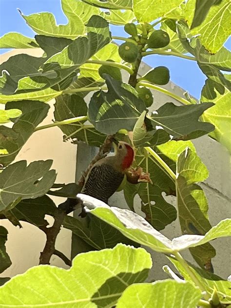 El Salvador Birds Julio Acosta On Twitter Un Cheje Melanerpes