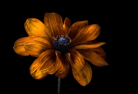 Dark Flowers Plants Wallpaper, HD Flowers 4K Wallpapers, Images and ...
