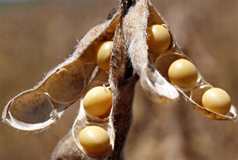 11 Highly Improved Soybean Varieties With Amazing Yield And Features