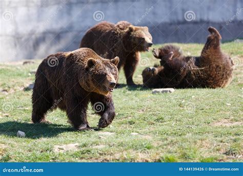 Three Brown Bears Playing On The Grass Stock Photo Image Of Cute