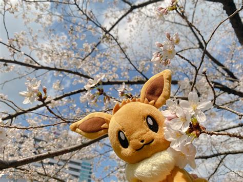 【公式】プロジェクトイーブイ（続） On Twitter 入園 入学式 入社 シーズン🌸 新生活を迎えるみんな おめでとう〜👏