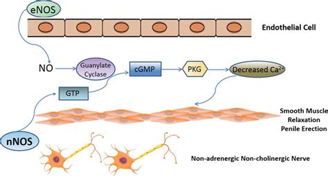 Nitric Oxide Synthase In Male Urological And Andrologic Functions