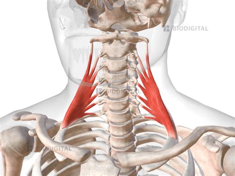 Middle Scalene BioDigital Anatomy