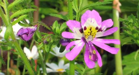 Схизантус | Мир животных и растений