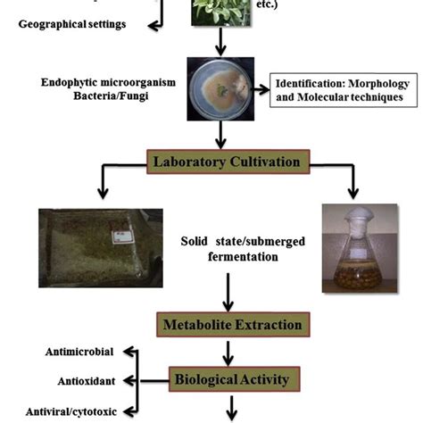 2 Structures Of Some Antimicrobial Metabolites Produced By Endophytic