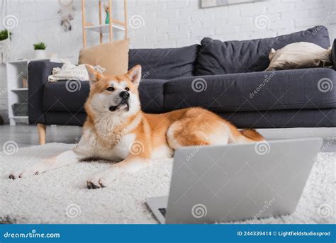 Perro Akita Inu Tendido En La Alfombra Foto De Archivo Imagen De