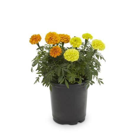 Quart Multicolor African Marigold In Pot L At Lowes