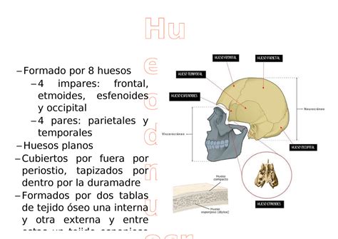 1 Huesos Del Neurocráneo Hu Es Os Del Ne Ur ‒ Formado Por 8 Huesos