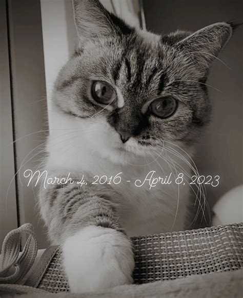 Pooky the Munchkin (@littlemunchiepooky) • Instagram photos and videos