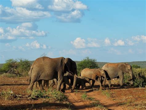 The Madikwe Game Reserve Through My Lens A Photo Essay Free Two Roam