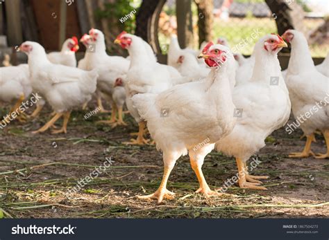 Broiler Images Stock Photos And Vectors Shutterstock