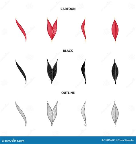 Conception De Vecteur De Fibre Et De Signe Musculaire Collection De