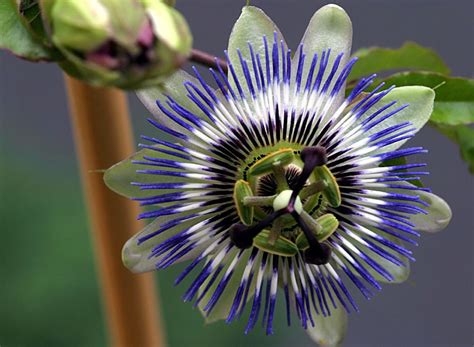 Passiflora CAERULEA (Пассифлора, Страстоцвет): купить 2 семени c ...