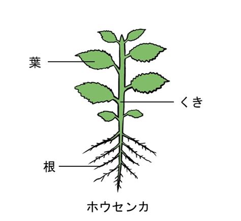 小3理科「身の回りの生物（植物の成長と体のつくり）」指導アイデア｜みんなの教育技術