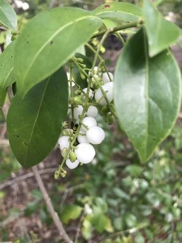 Хиококка (Chiococca) - PictureThis