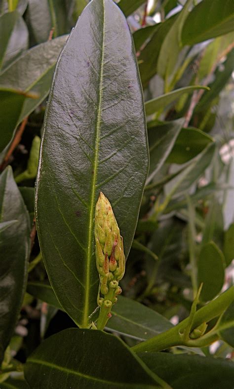 Otto Luyken Laurel | Privacy Shrubs | Flowering Evergreen – Bay Gardens