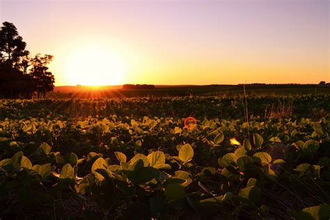 Clima Seco Da Argentina Pode Se Estender Causando Riscos Para Safras