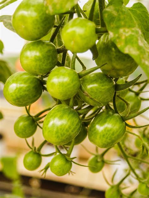 Farm Tomatoes In The Greenhouse Free Stock Photo Public Domain Pictures