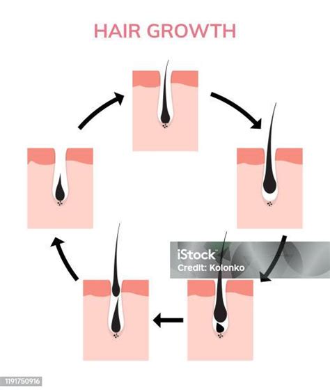 머리 성장 주기 피부 여포 해부학 해부학 해부학 단계 모발 성장 다이어그램 그림 털에 대한 스톡 벡터 아트 및 기타 이미지