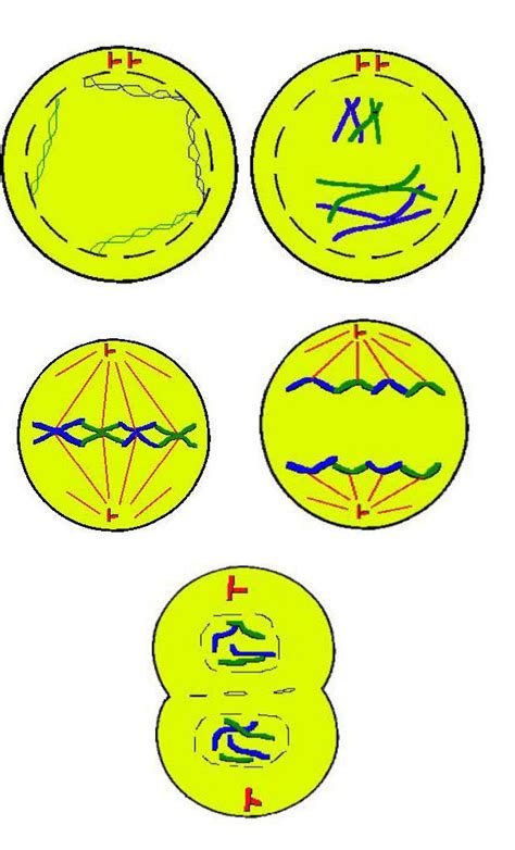 Mitosis Asexual Reproduction Diagram Quizlet