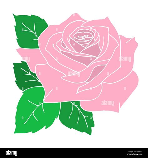 pink rose close-up drawing, design, color graphics, illustration Stock Photo - Alamy