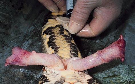 Shamelessly Self Inserting By Dontfapgirl Hentai Foundry