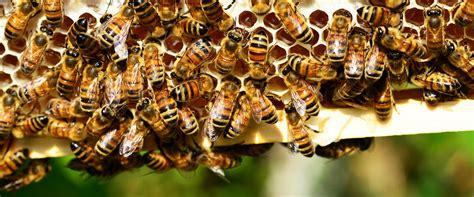 Dalle api al miele - Terra Surti