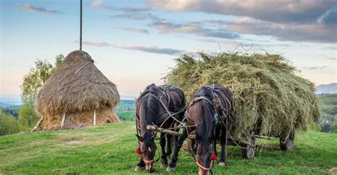 From Bucharest Day Bucovina Transylvania Tour