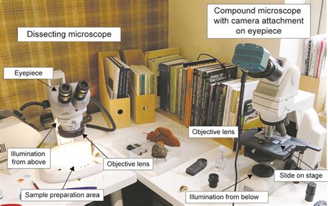 Citizen Science And Global Biodiversity Week 5 Figure 3 Dissecting And Compound Microscopes