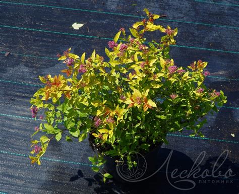 Спирея японская (Spiraea japonica `Little Flame`) - Спирея японская ...
