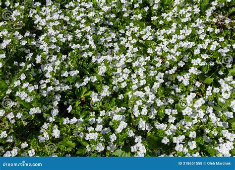 A Beautiful Creeping Plant With Colorful Leaves Royalty Free Stock