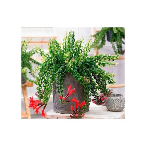 Aeschynanthus Lobbianus Twister eenvoudig en snel online bestellen?