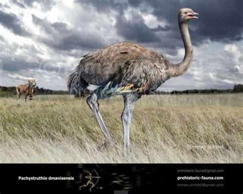 Giant Pleistocene Ostrich Like Bird Pachystruthio Dmanisensis