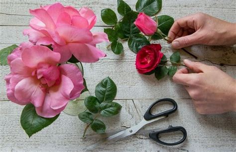 cut roses instructions  cutting roses