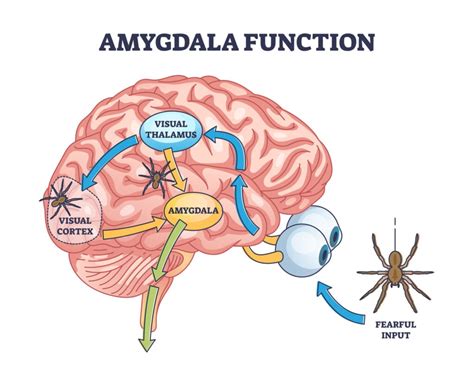 Brain Structures And Functions With Amygdala Diagram Workshe