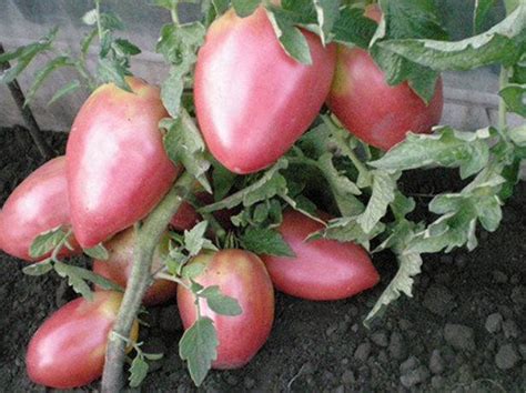 Томат петруша огородник: отзывы, фото, описание и характеристика ...