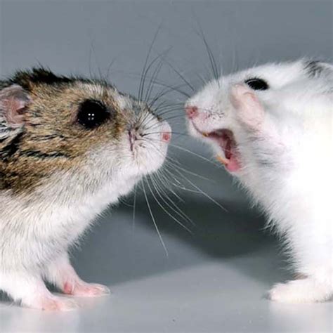 Winter madness: Recent graduate’s study on seasonal aggression in