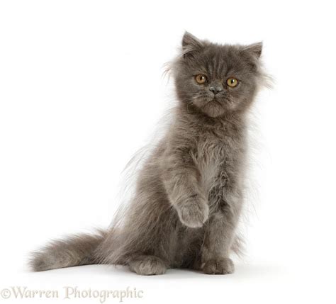 Scruffy Blue Persian Kitten Sitting Photo Wp50089