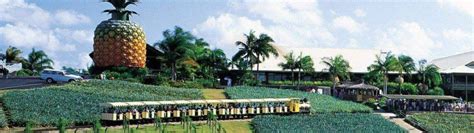 Woombye Big Pineapple - Sunshine Coast Accommodation