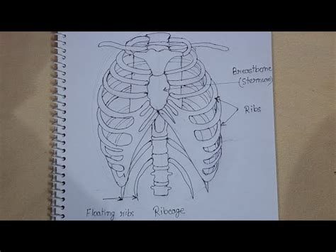21 How To Draw Ribs Brandanlayson