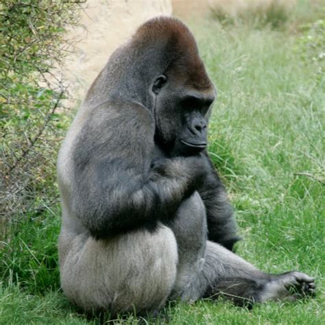 Curvy BBW Big Butt White Girl Tricked Her Doctor To Cheating Fuck