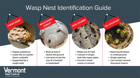 Identifying Different Wasp Nests Wasp Control Services