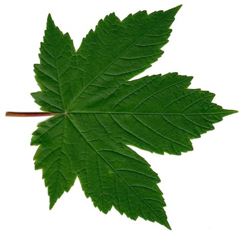 photo leave autumn leaf nature   jooinn