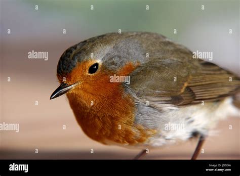 Winter Bird Brown Brownish Brunette Eye Organ Birds Wing Feathers Oblique Stock Photo Alamy